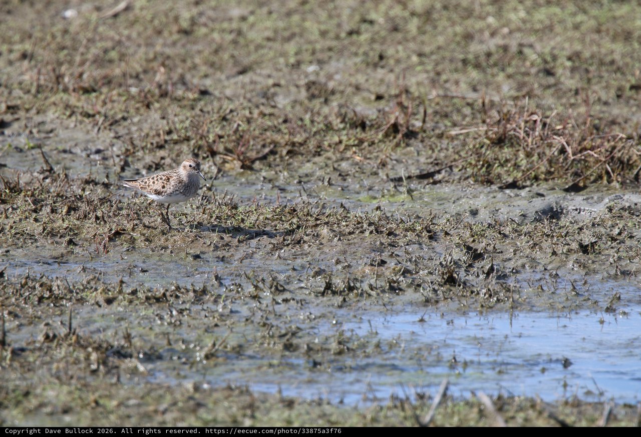 Solitary Shorebird Foraging in Mudflat Wetland