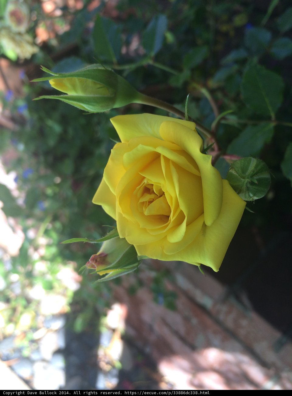 Beauty in Bloom