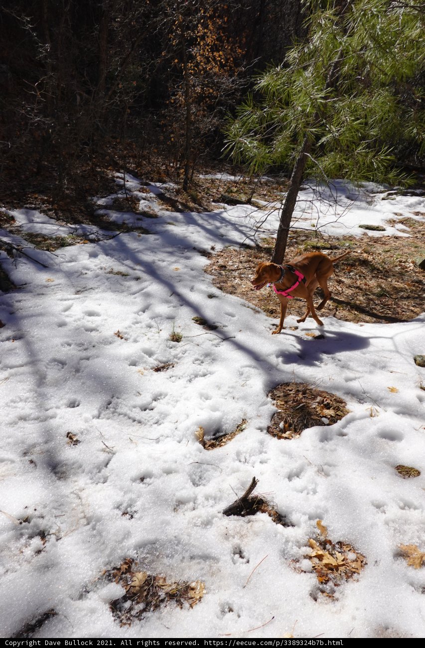 Winter Playtime with Man's Best Friend