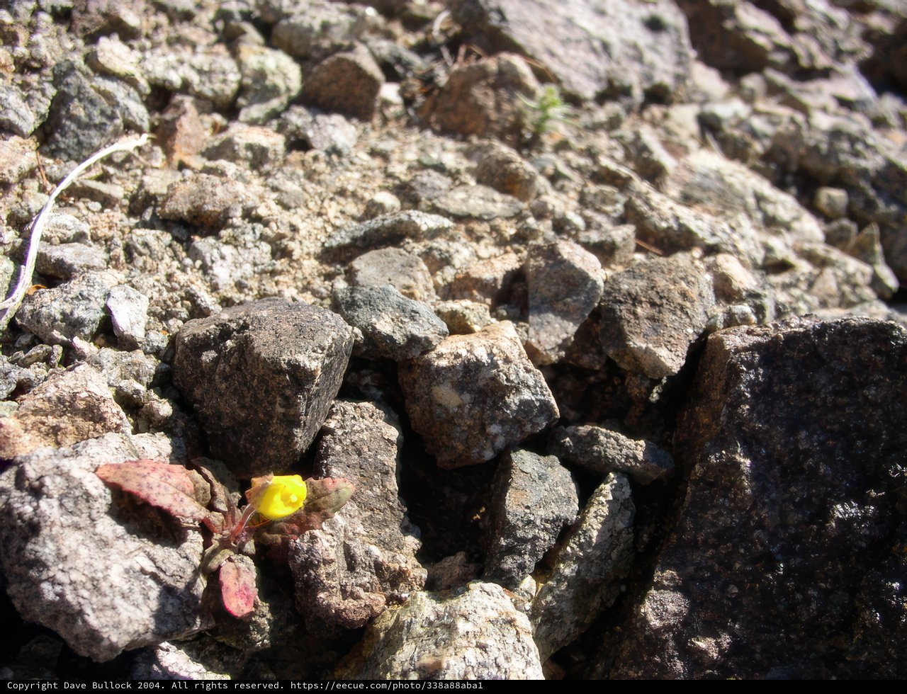 Blossoming Amidst the Rubble