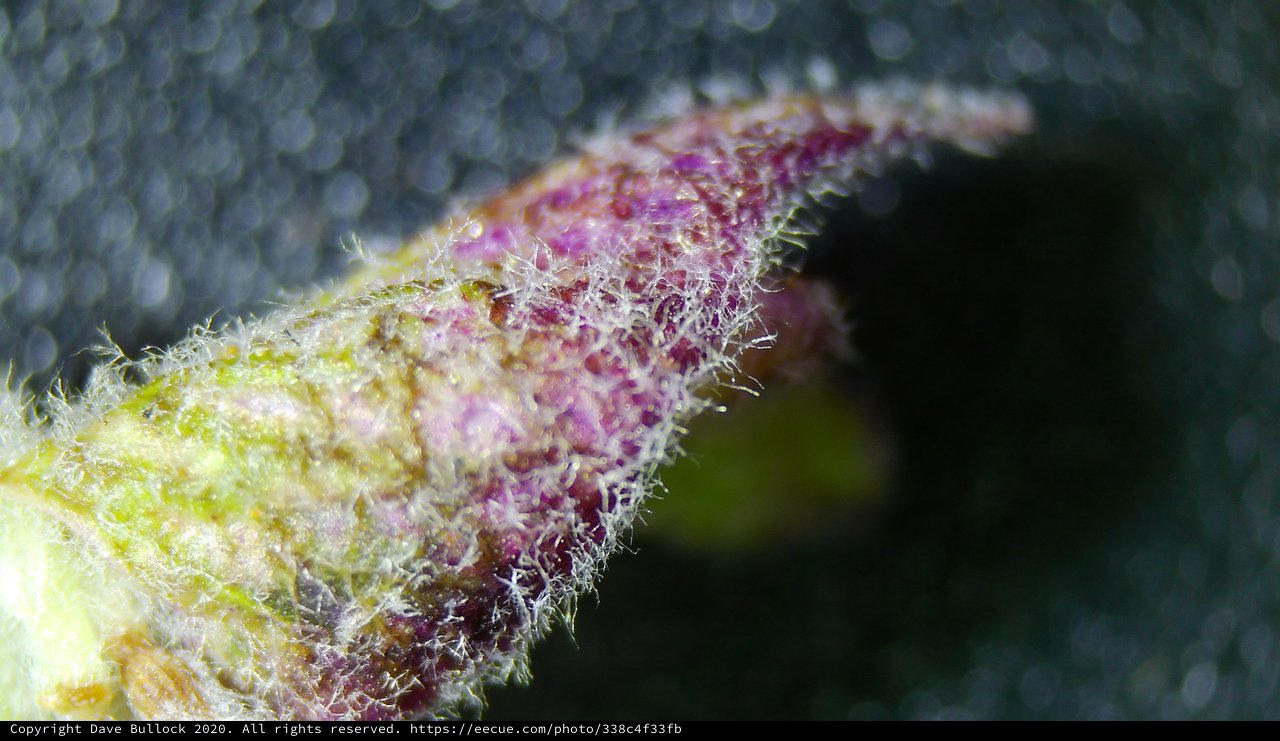 Microscopic Trichomes on a Purple-Tinged Plant Bud