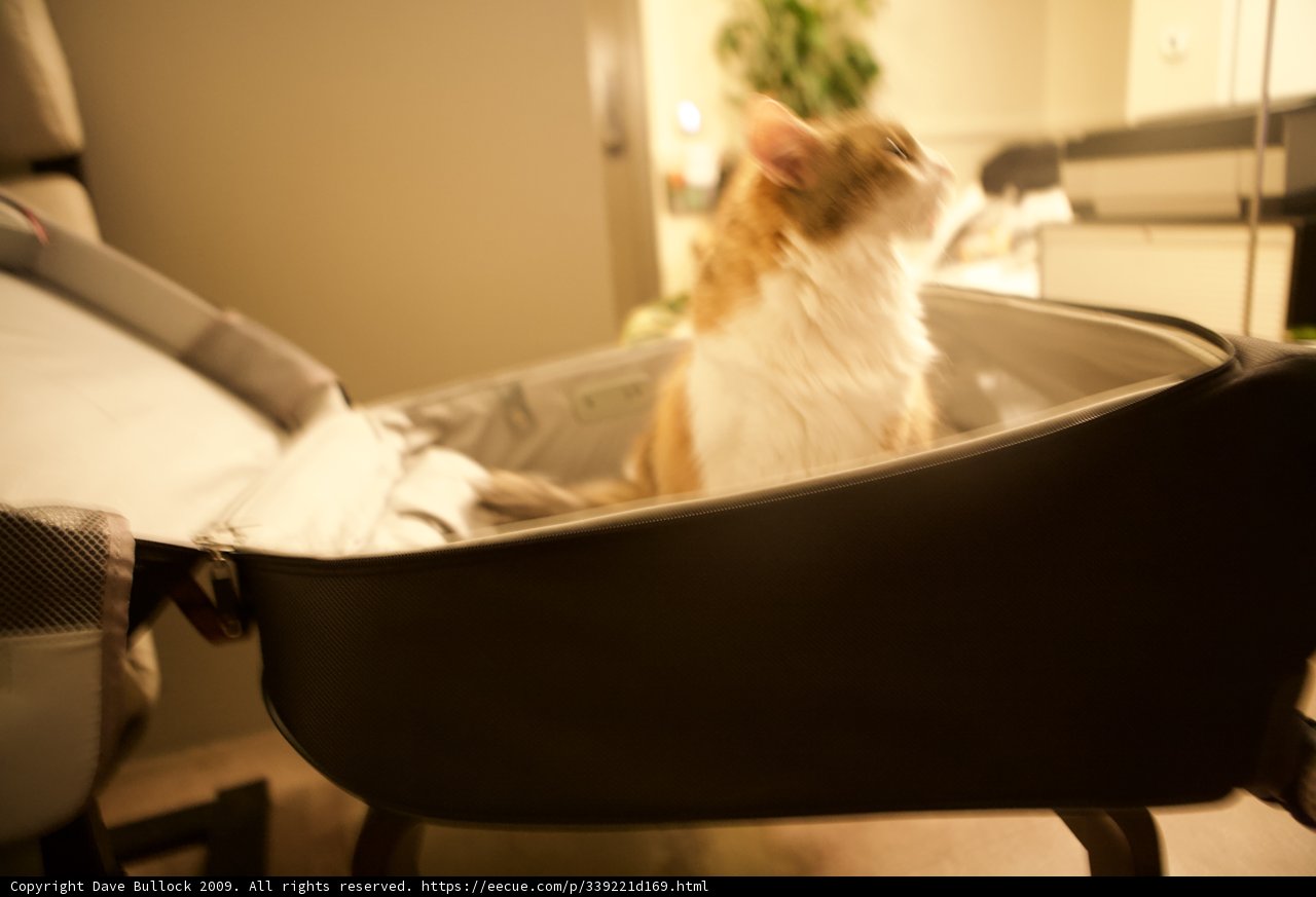 Purrfectly Packed