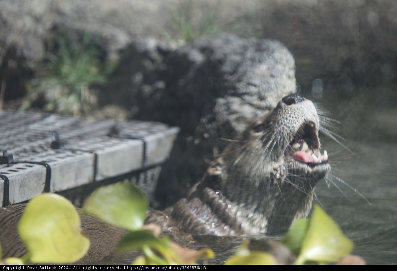 Joyful Otter in Motion