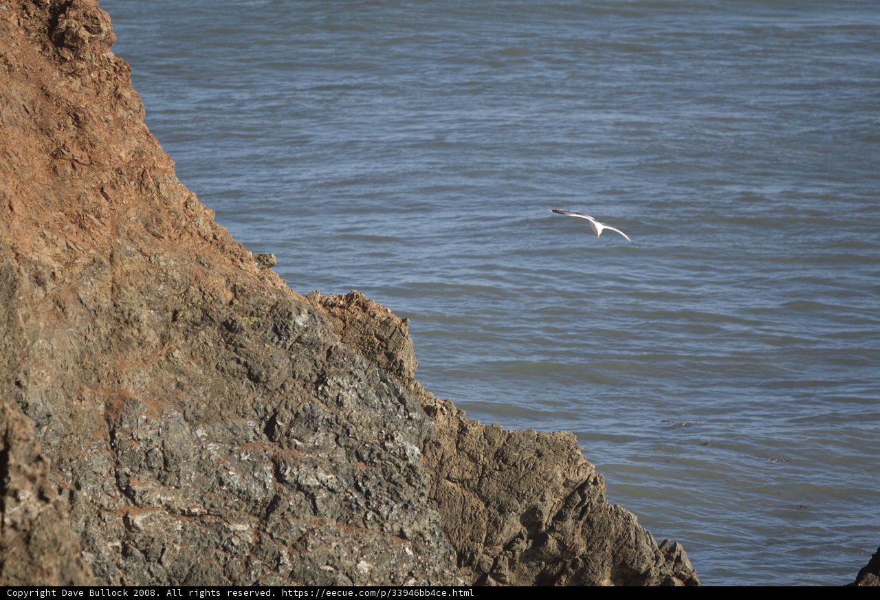 Majestic Seagull Soaring Over Rocky Cliff