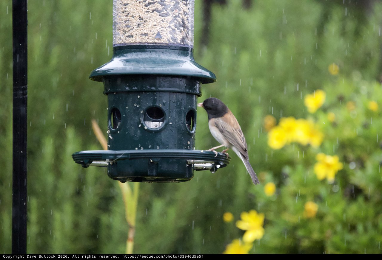 Dark-Eyed Junco at Bird Feeder in Rain