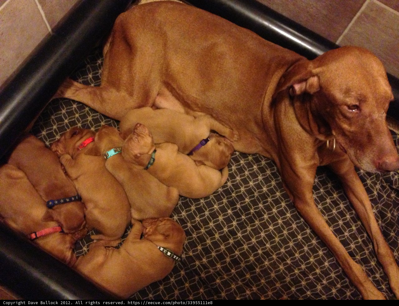 A Cozy Family Bed
