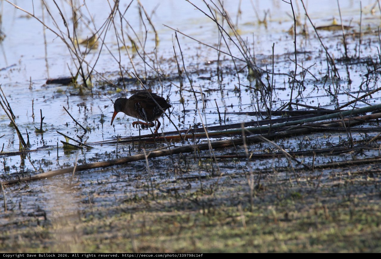 Common Gallinule Foraging in Shallow Wetland Waters