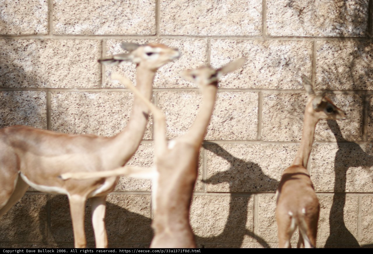 Gazelles Gather Near Majestic Wall