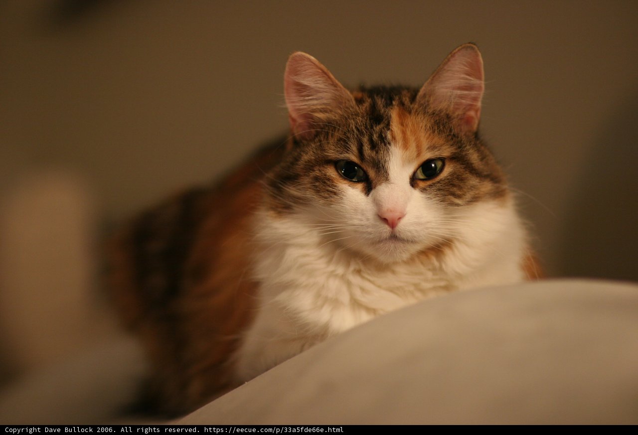 Feline Glamour