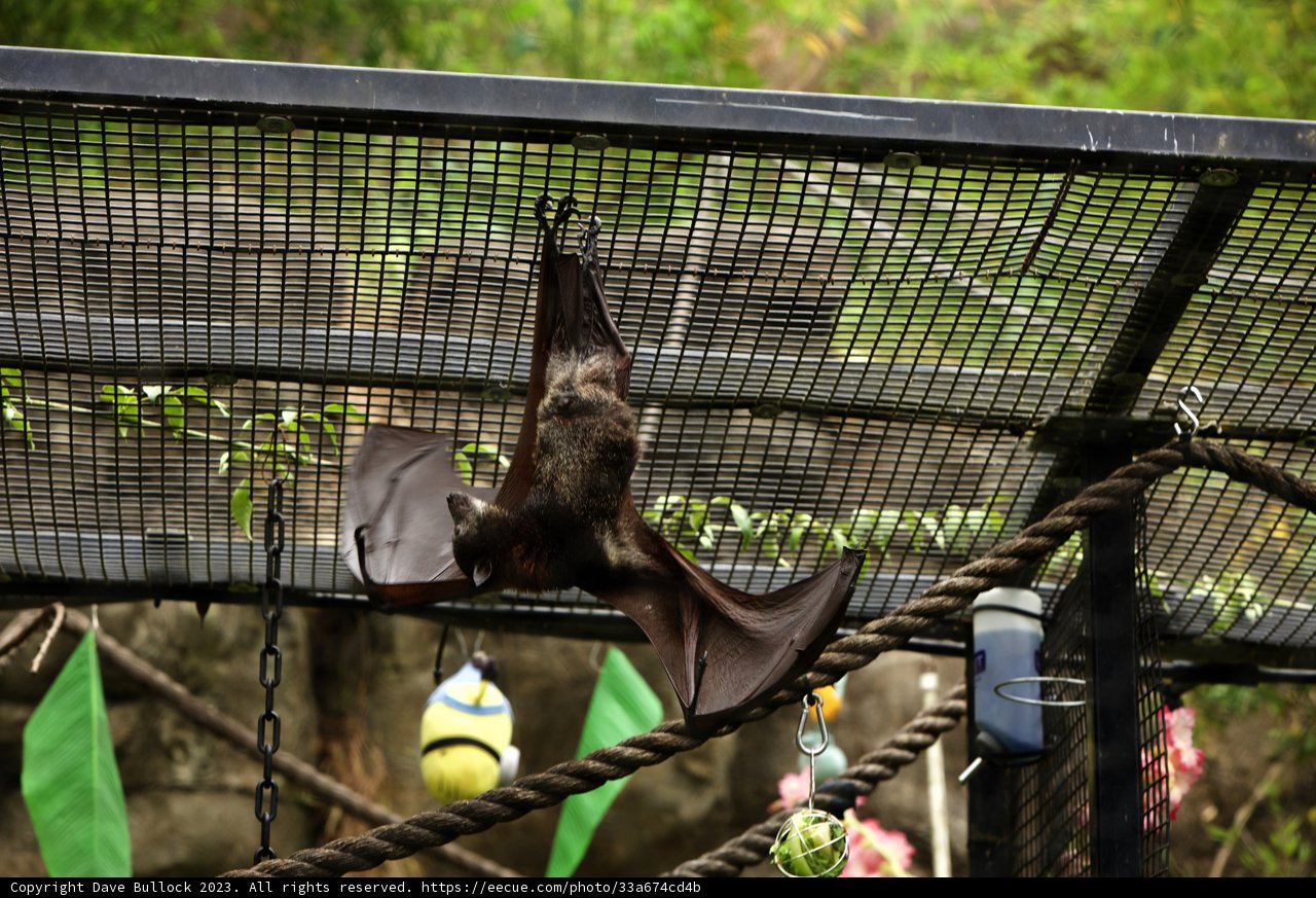 Upside-Down Encounter at Oakland Zoo