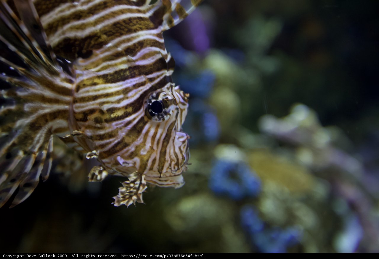 Majestic Lionfish in the Aquarium