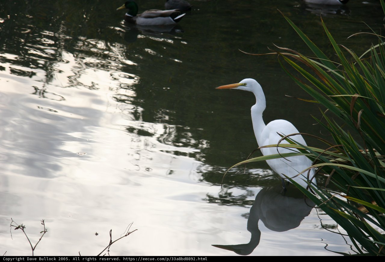 Graceful Heron in a Wetland Wonderland