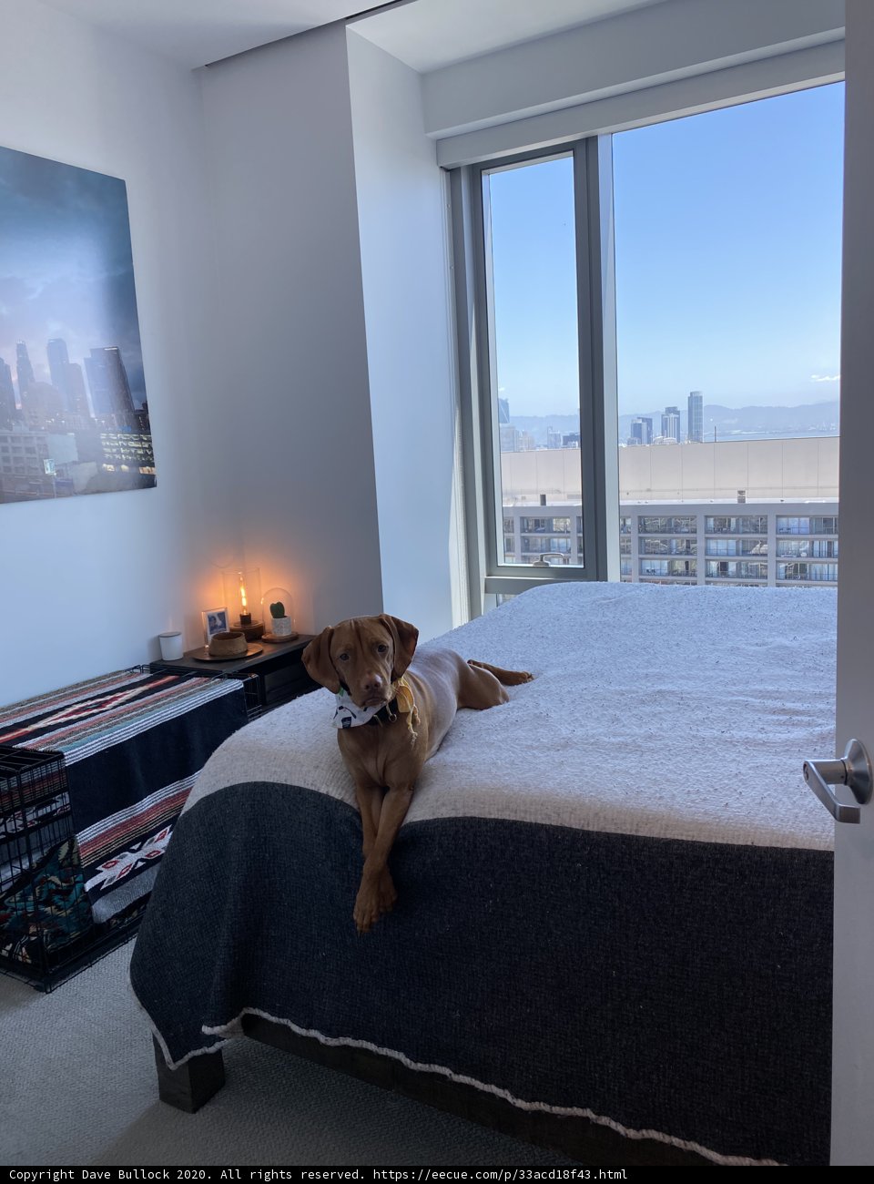 City View Naptime with Fido