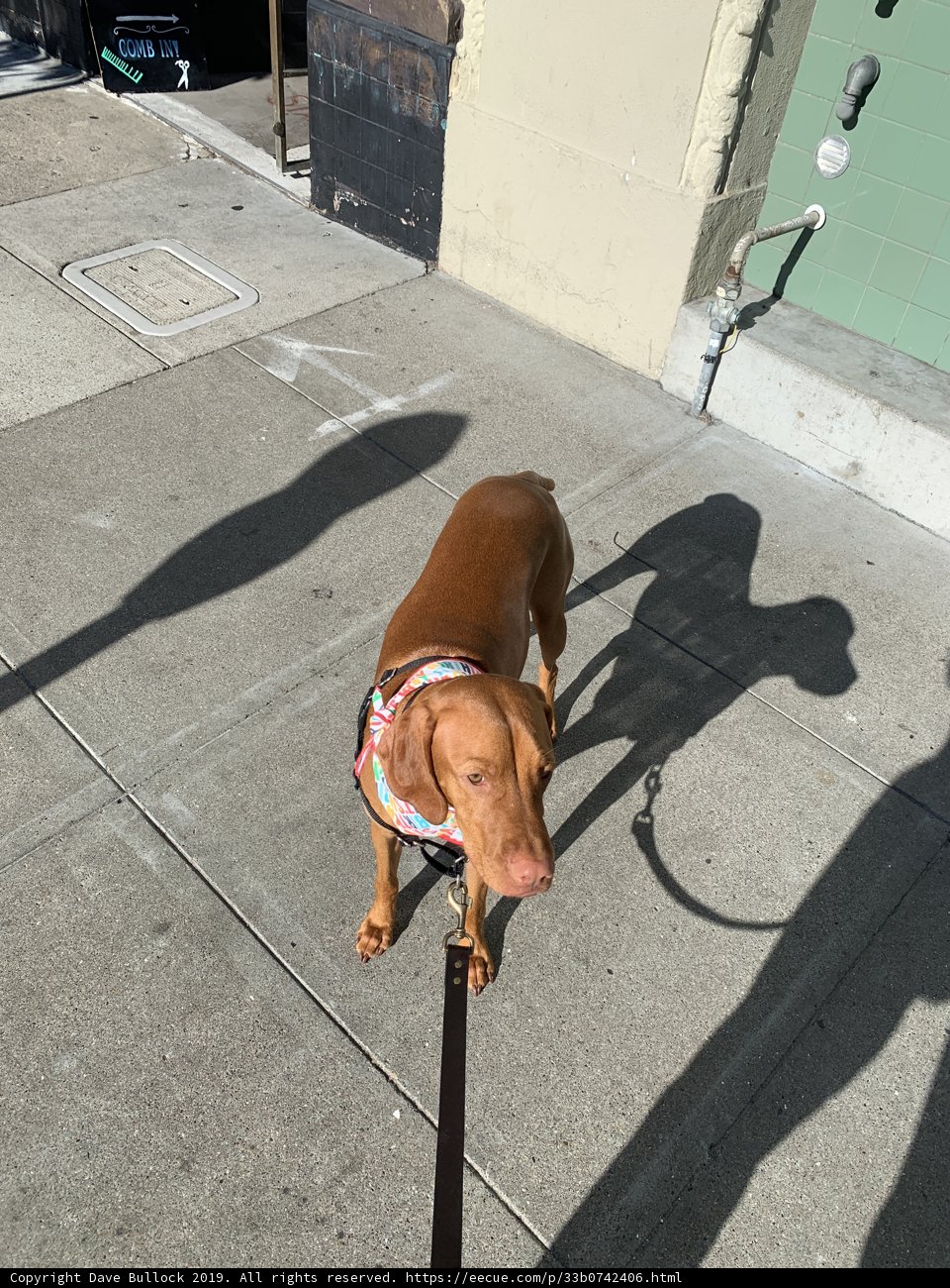 A Vizsla on a Leash Take a Stroll on San Francisco Sidewalk