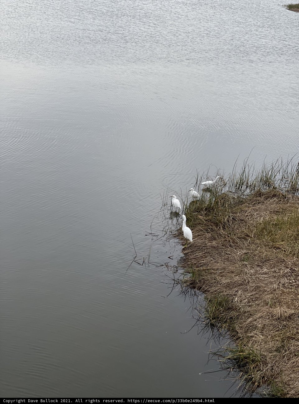 Three White Waterfowl by the Rodeo Lagoon