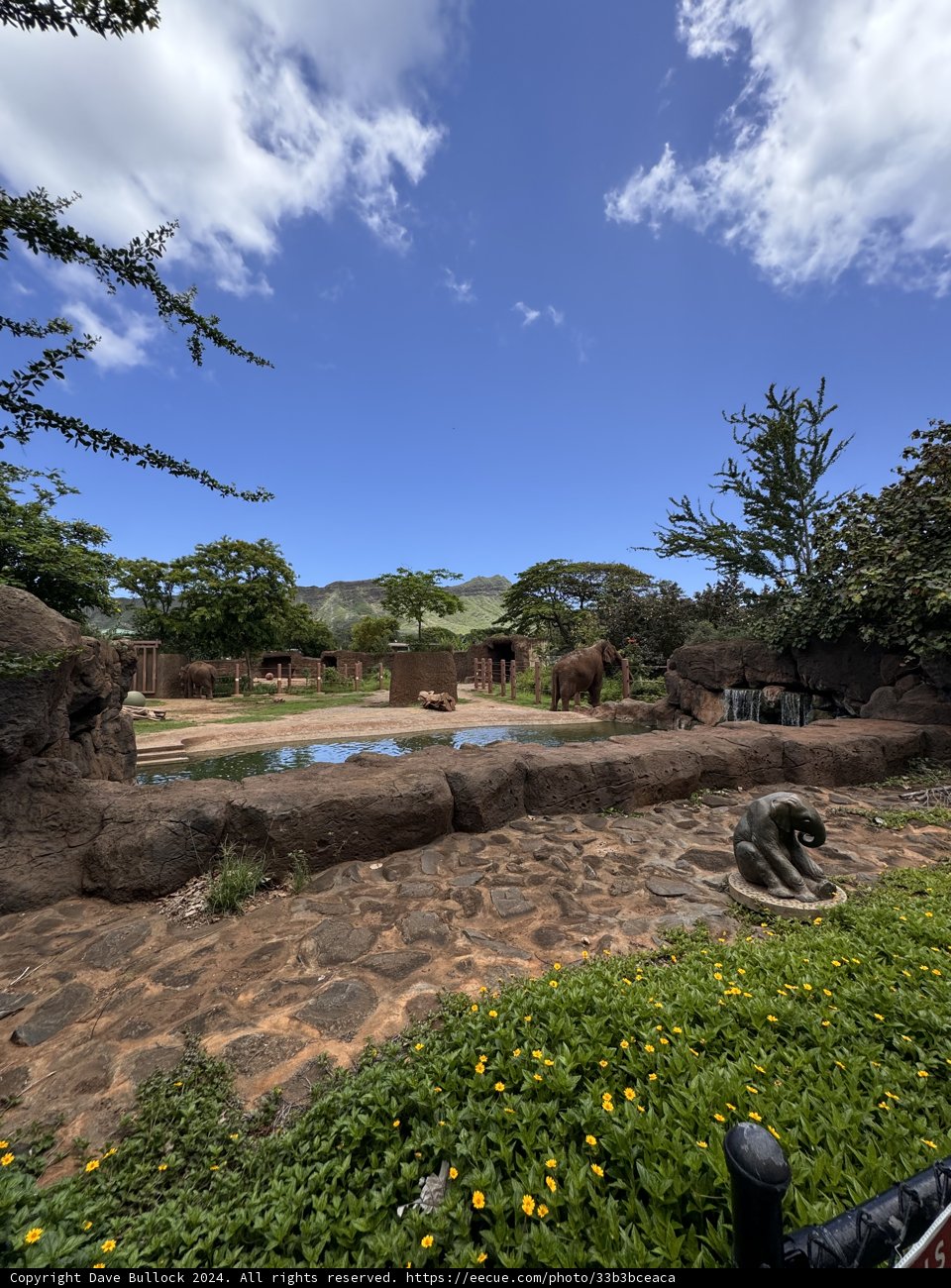 Serenity and Splendor: Elephants at the Honolulu Zoo