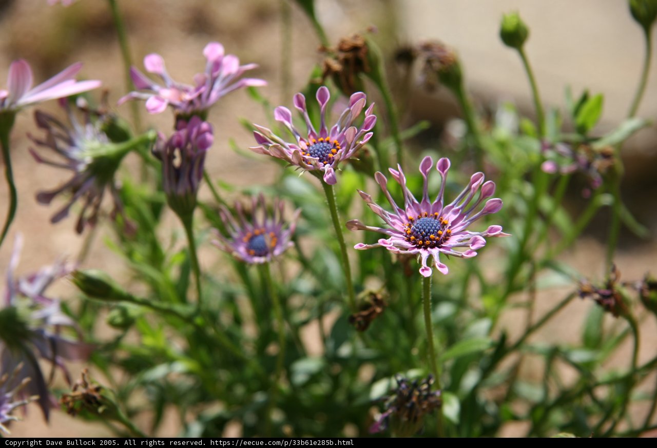 A Sea of Purple Blooms
