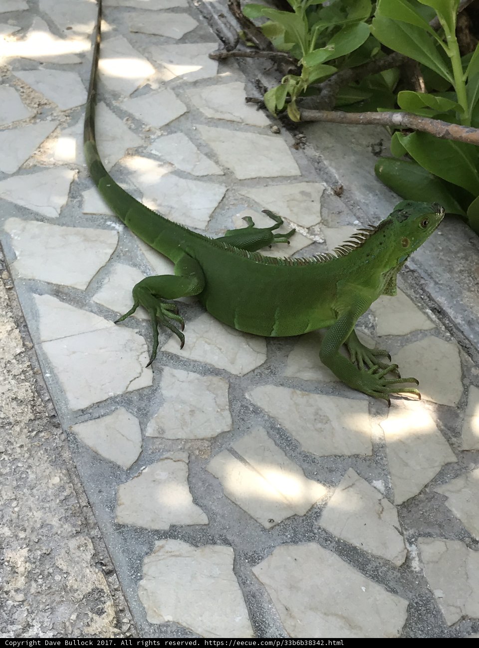 Walk of the Iguana