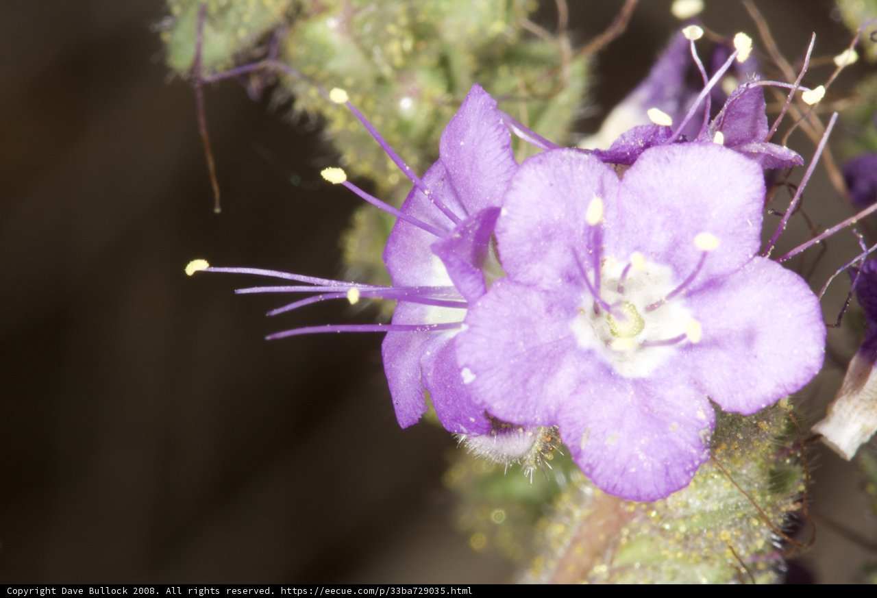 Purple Geranium in the Desert