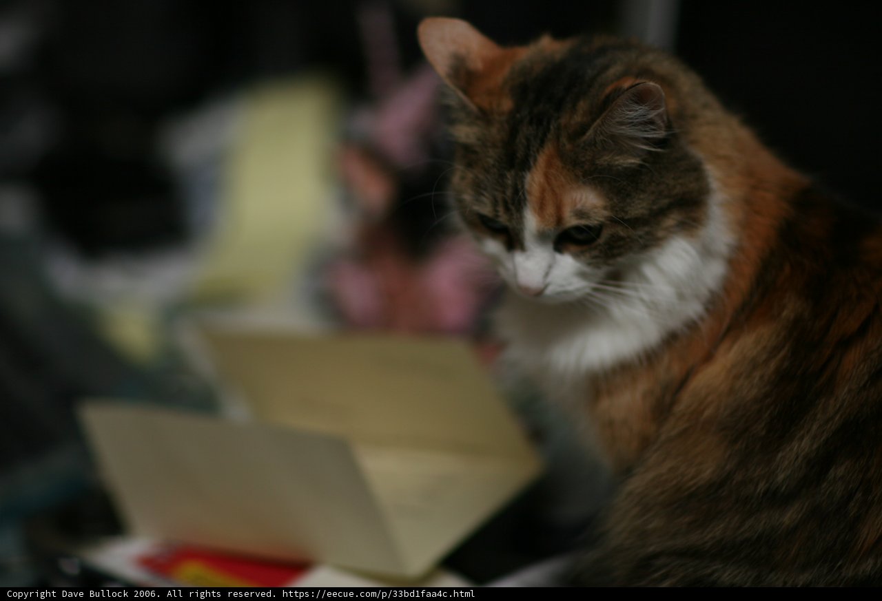 Feline Friend