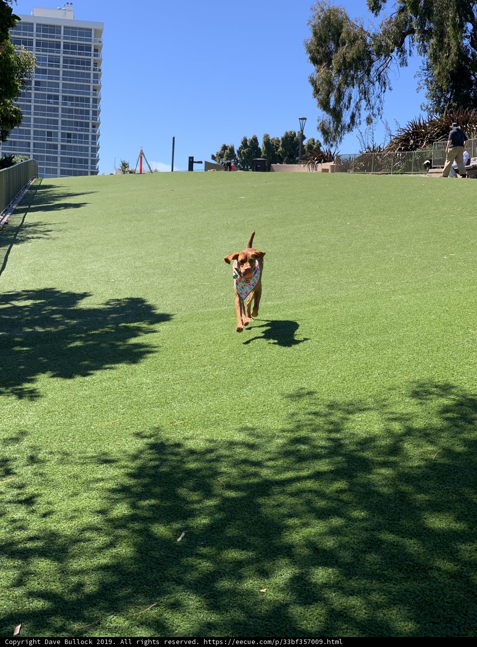 Running Free in Lafayette Park