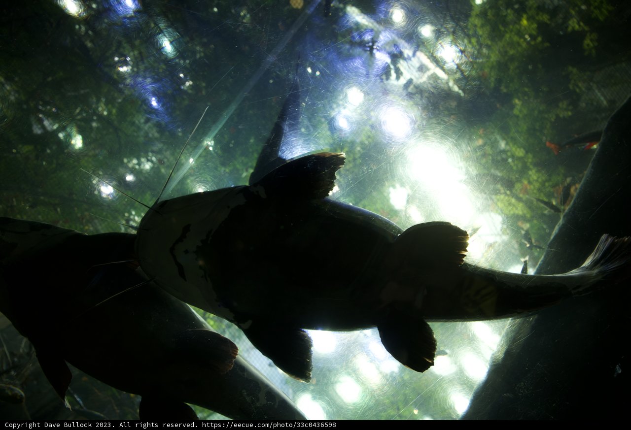 Aquatic Ballet at the Academy of Sciences Aquarium