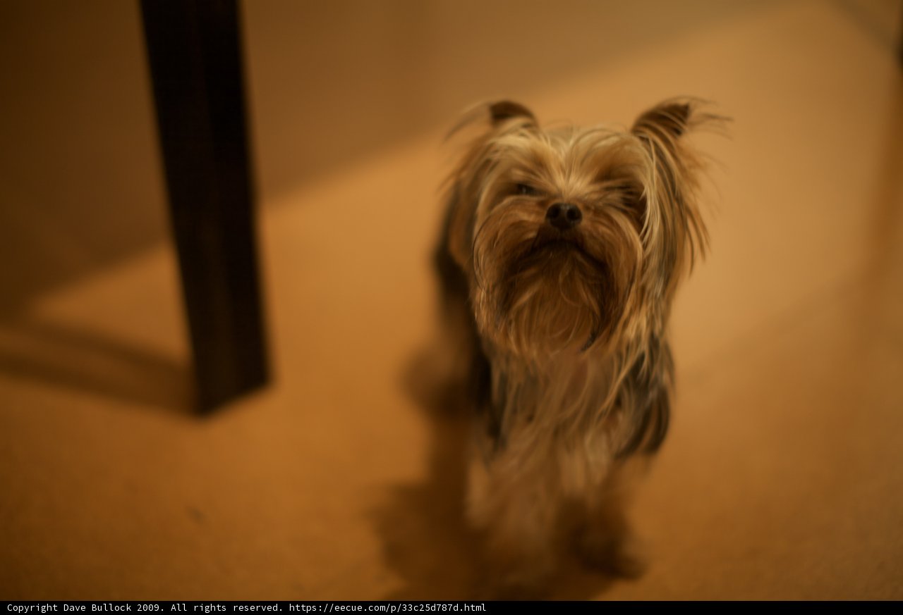 The Terrier Puppy