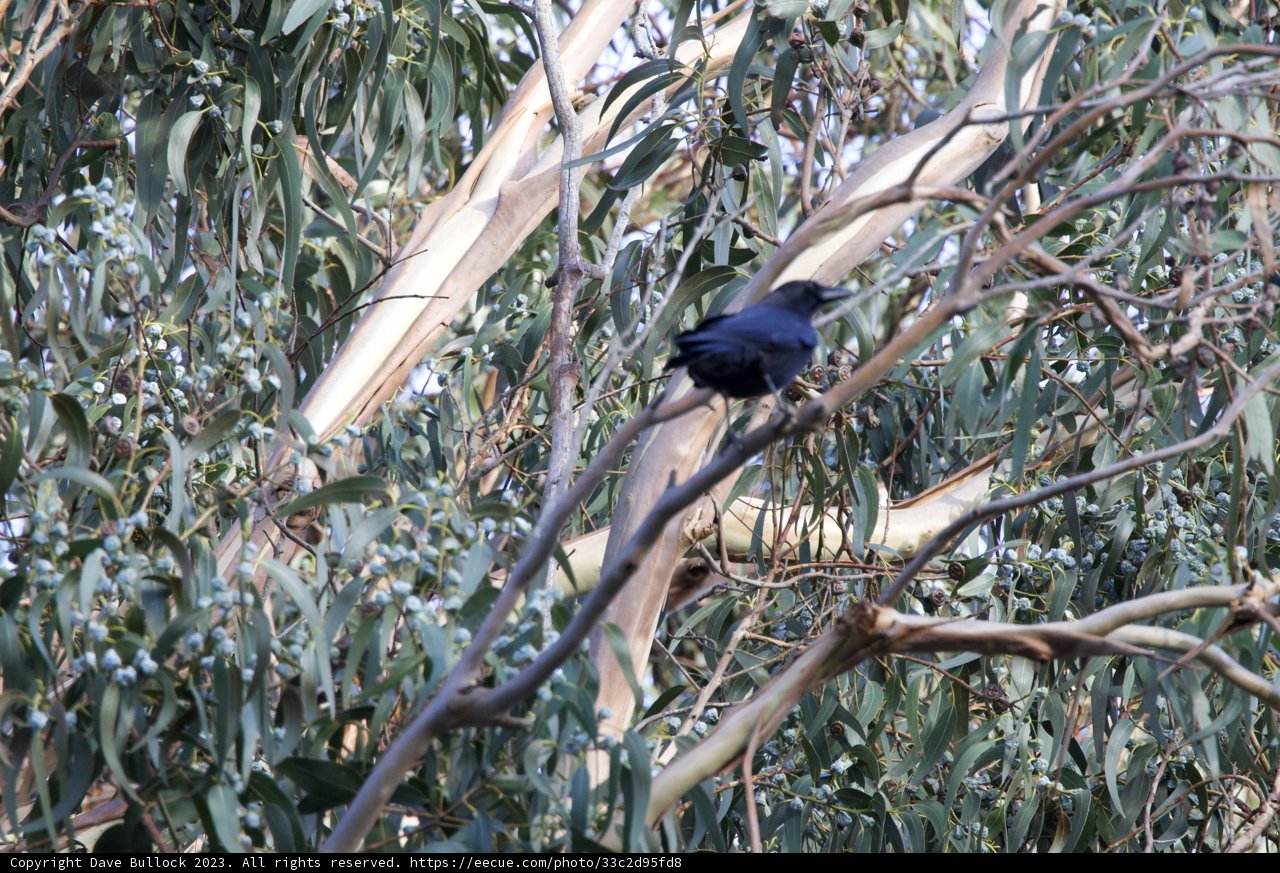 Harmony of Blackbird and Nature