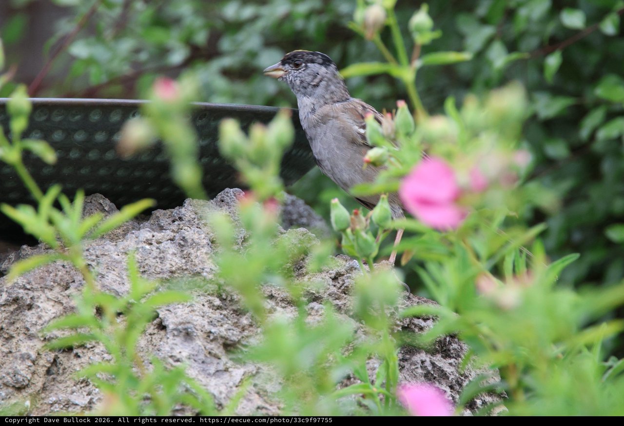 Golden-crowned Sparrow Perched Among Garden Flowers