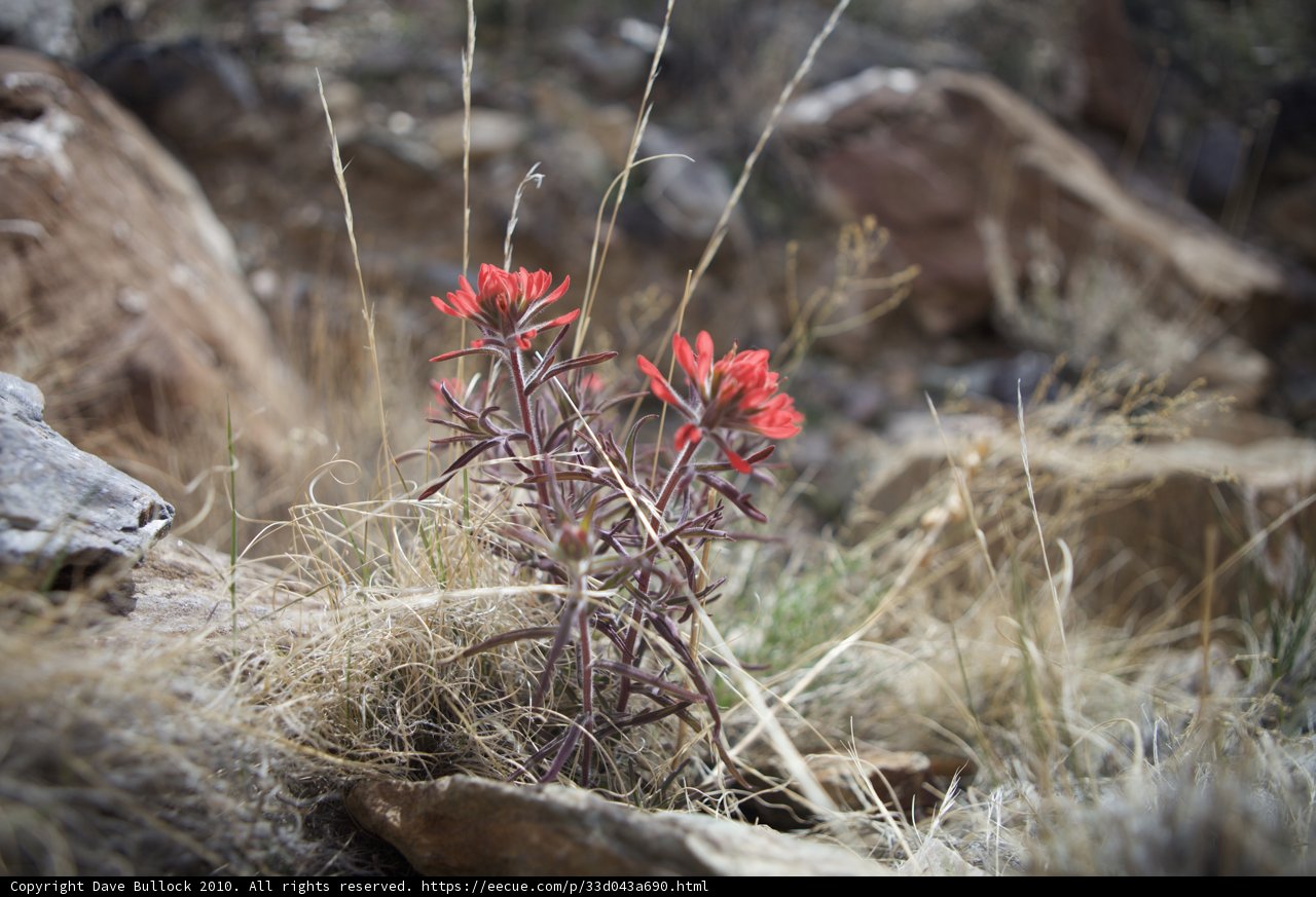 Solitary Beauty