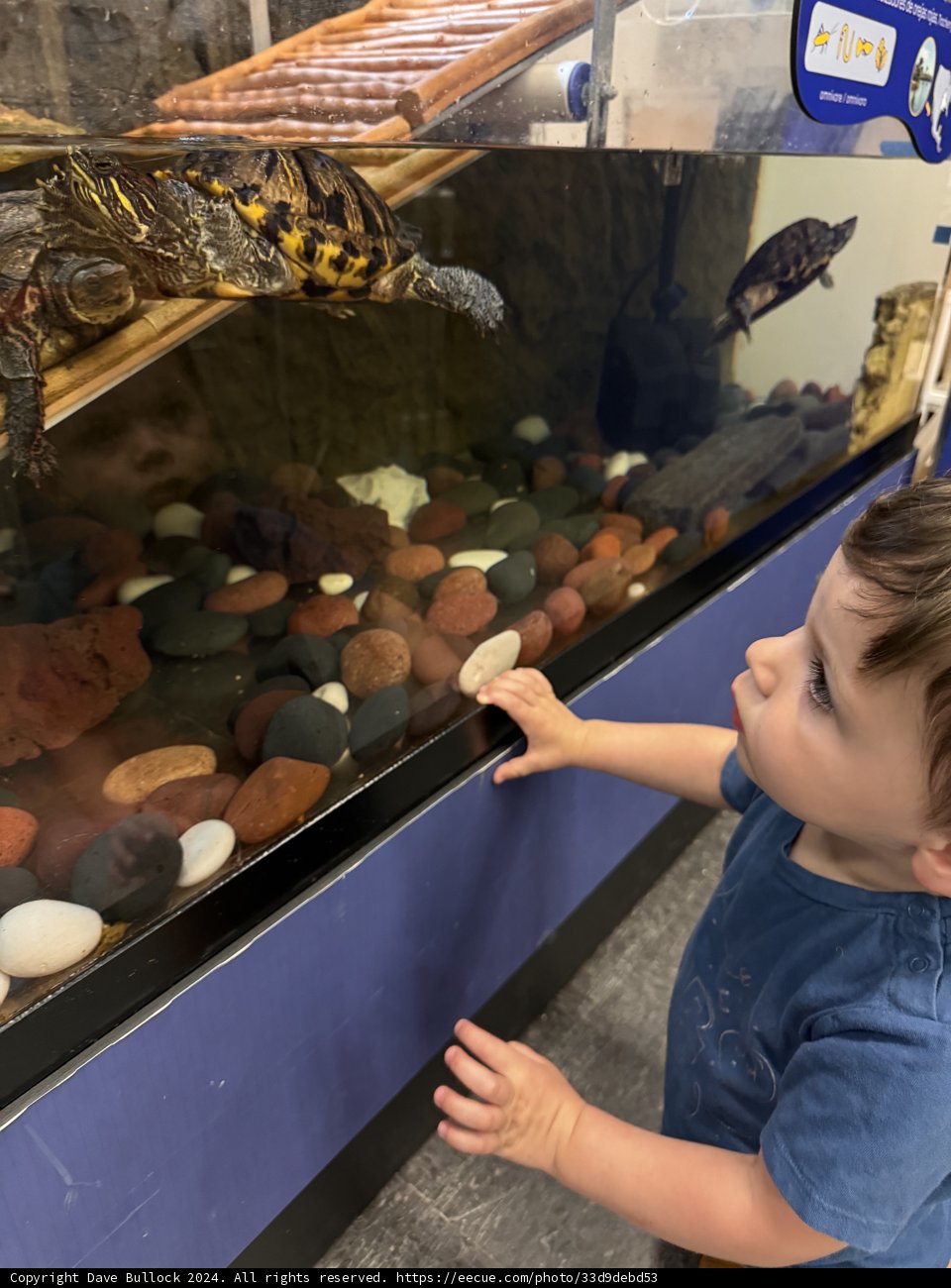 Captivated by Turtles