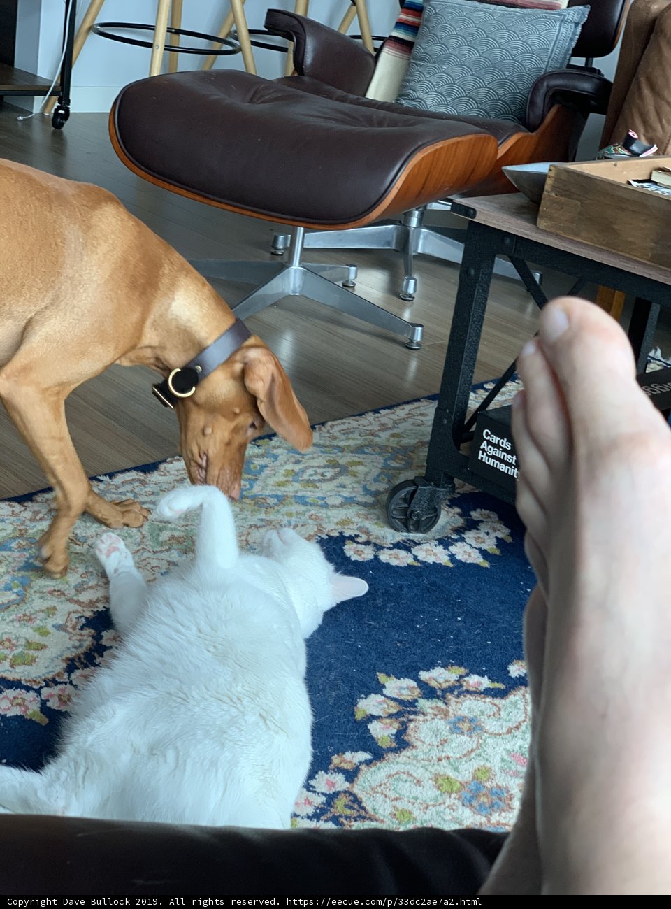 Furry Friends in a Cozy Living Room
