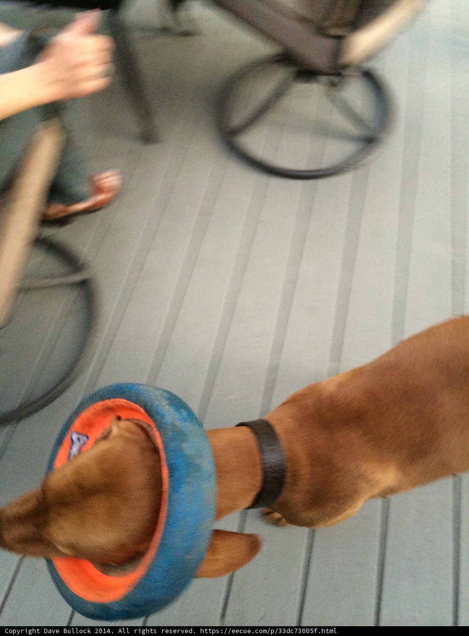 Playing Fetch with My Pooch