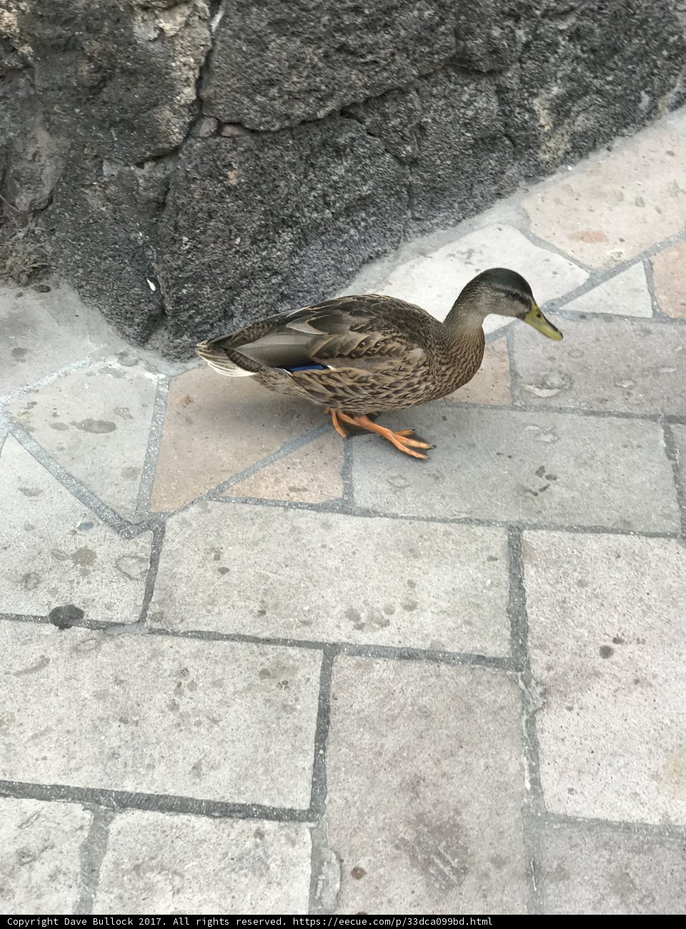 Sidewalk Stroll