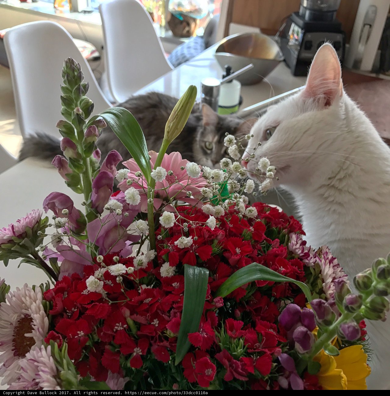 Flower Gazing