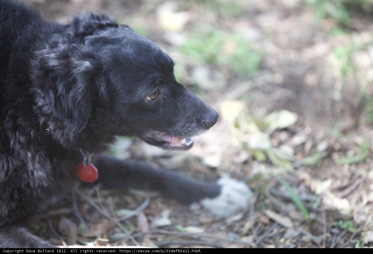 Restful Black Newfoundland Puppy