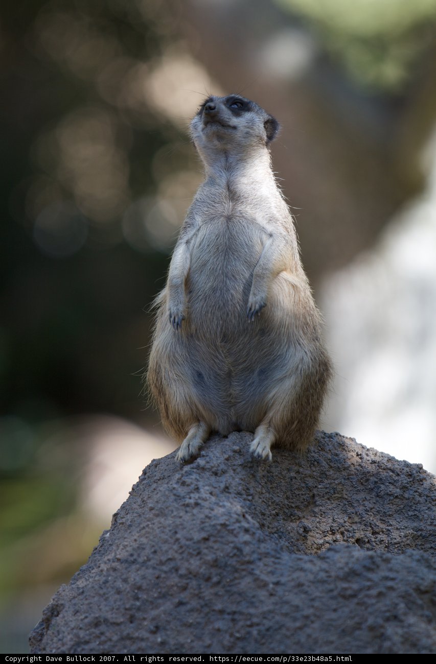 Meerkat on the Rock