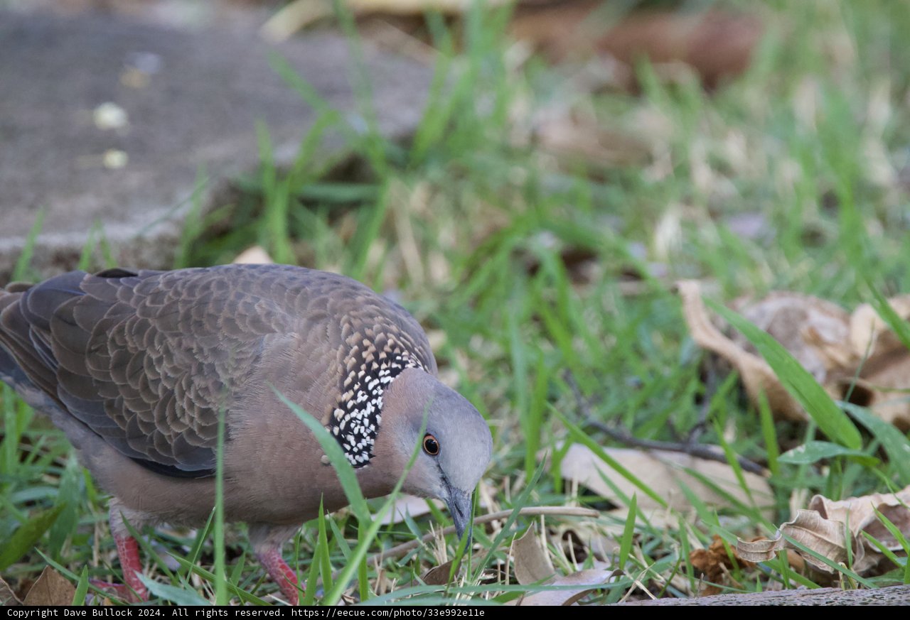 Serenity in the Grass: The Spotted Dove