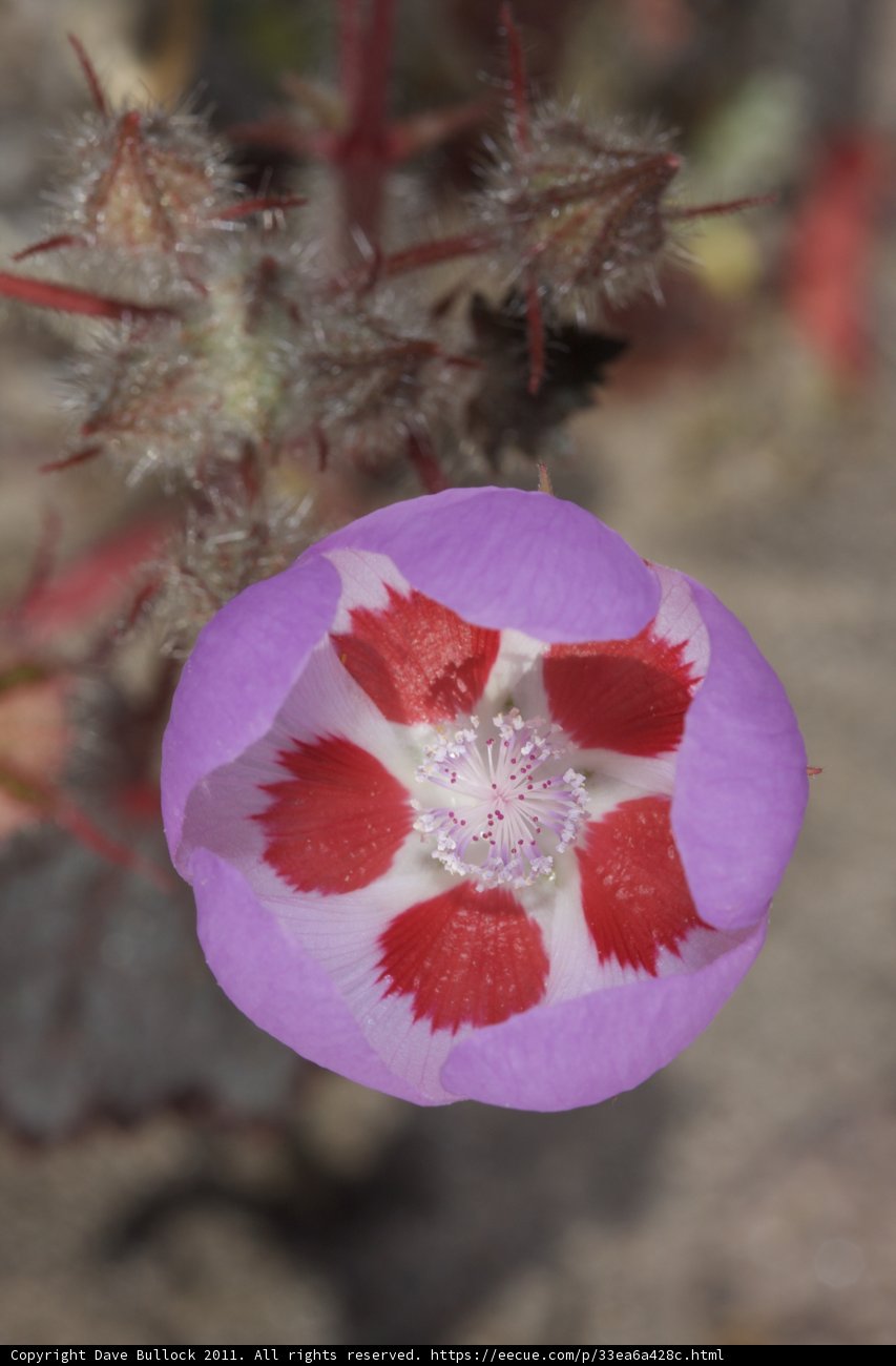Radiant Geranium Flower