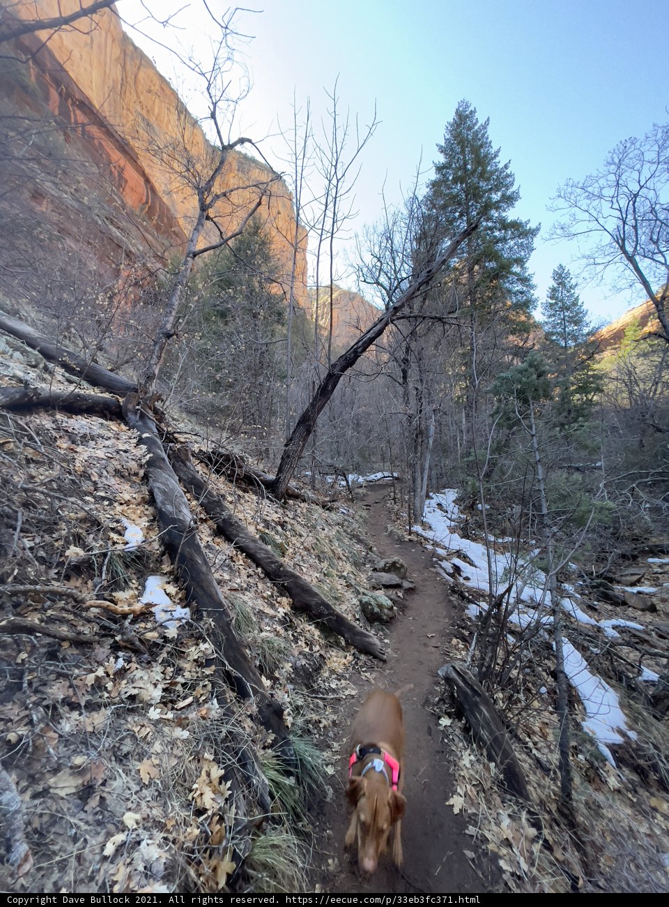 A Canine Adventure in the Sedona Forest