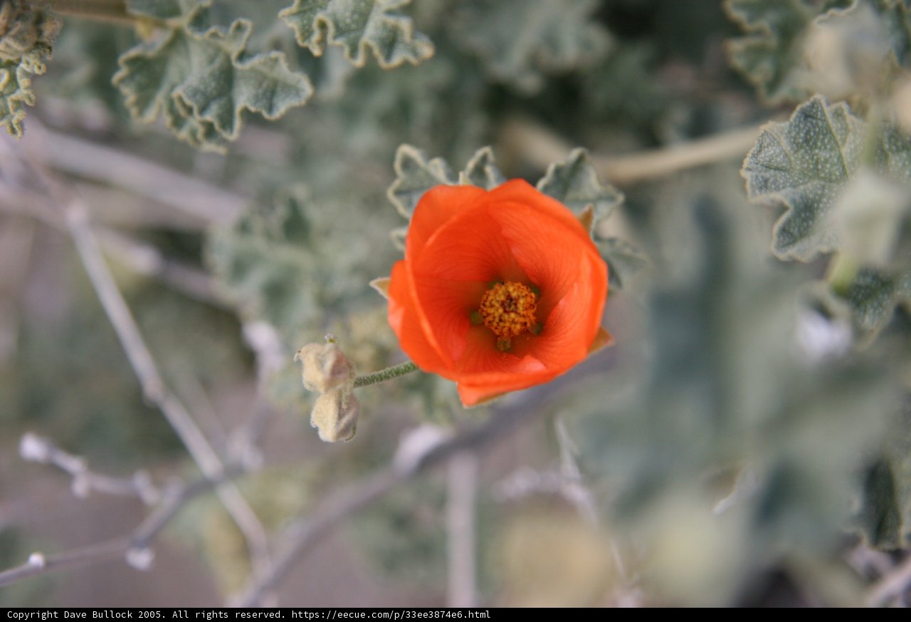 Lone Orange Geranium Flower