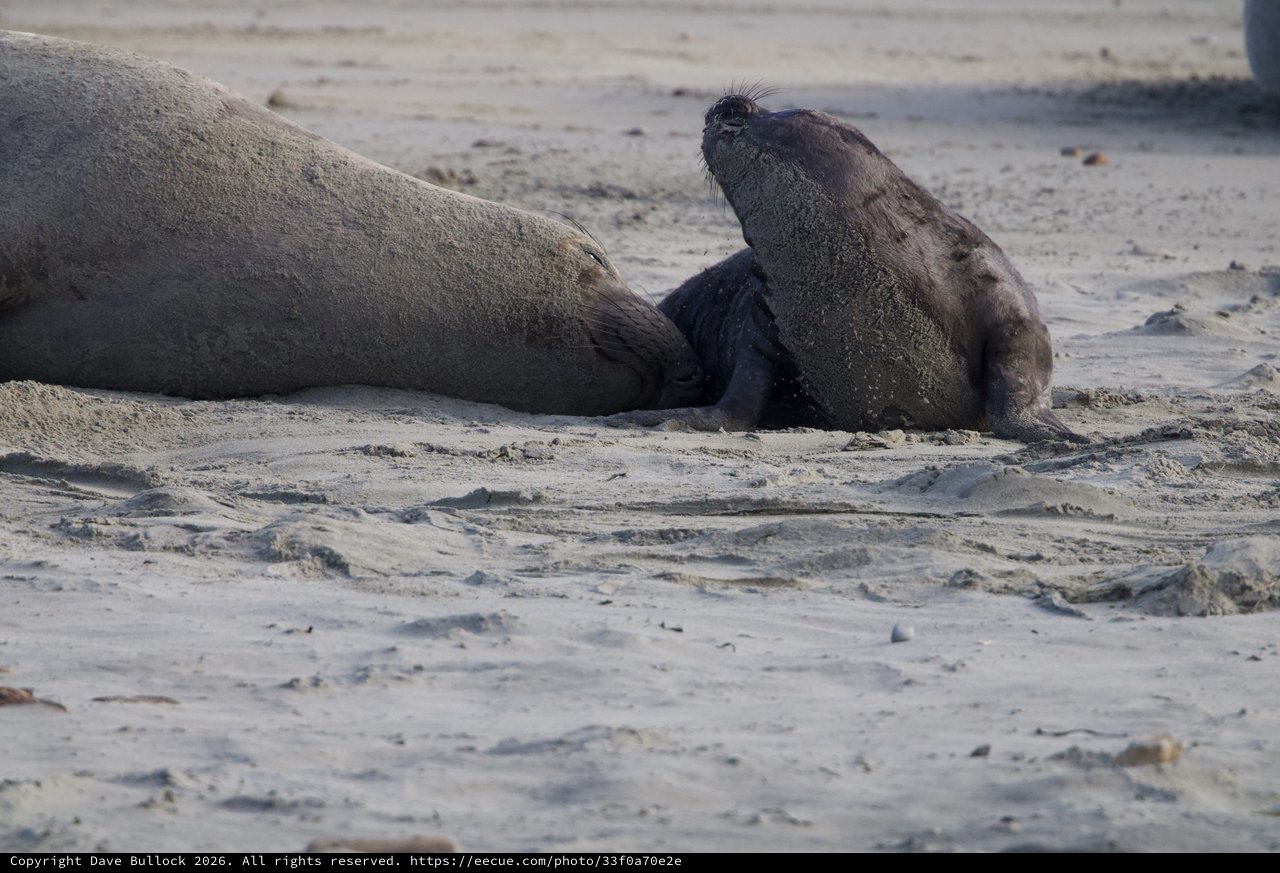 Northern Elephant Seal Pup with Mother at Drakes Beach