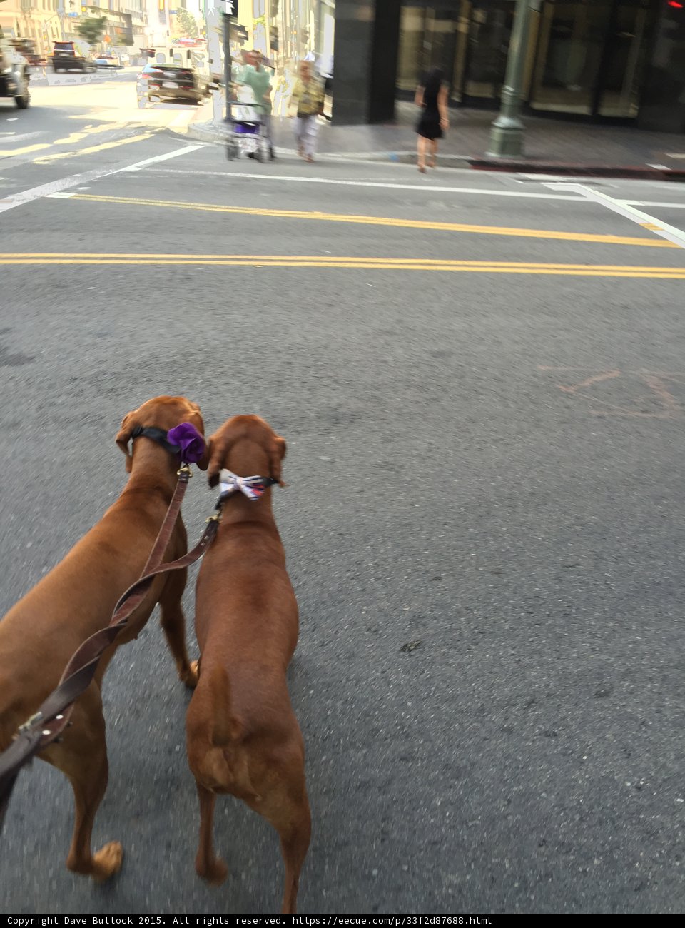Canine Companions on a Los Angeles Stroll