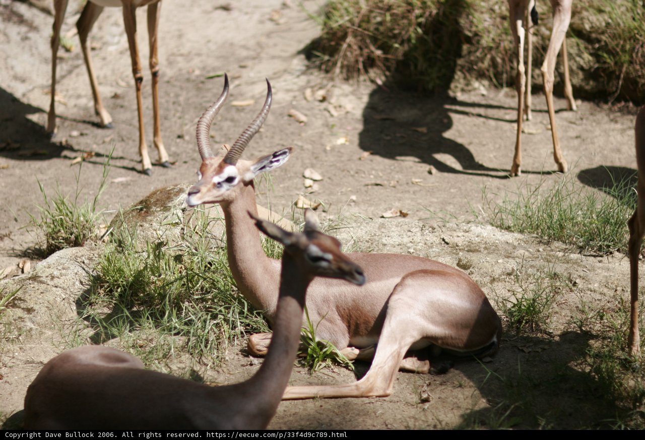Impala and Antelopes Grazing