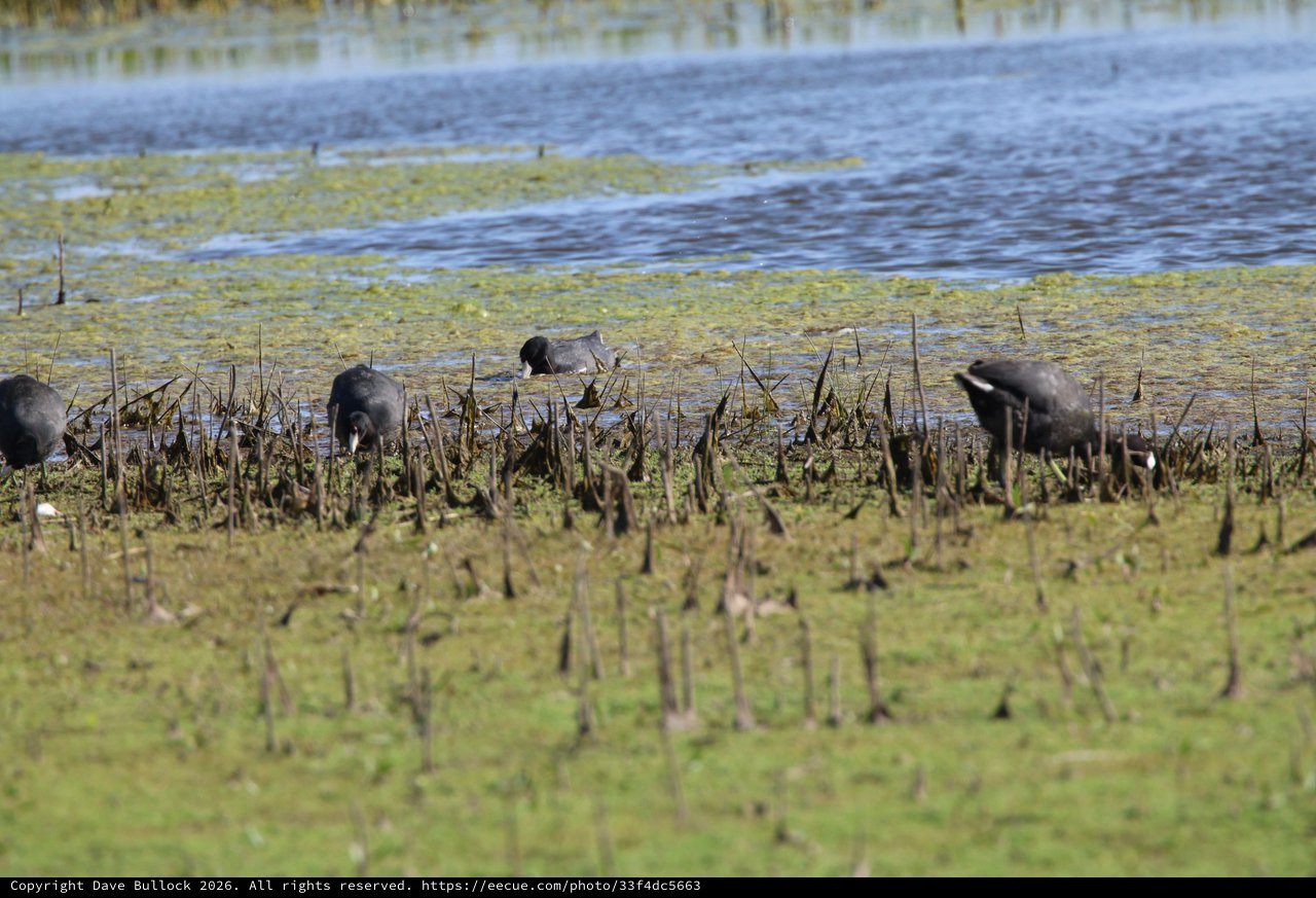 American Coots Foraging in Shallow Wetland Waters