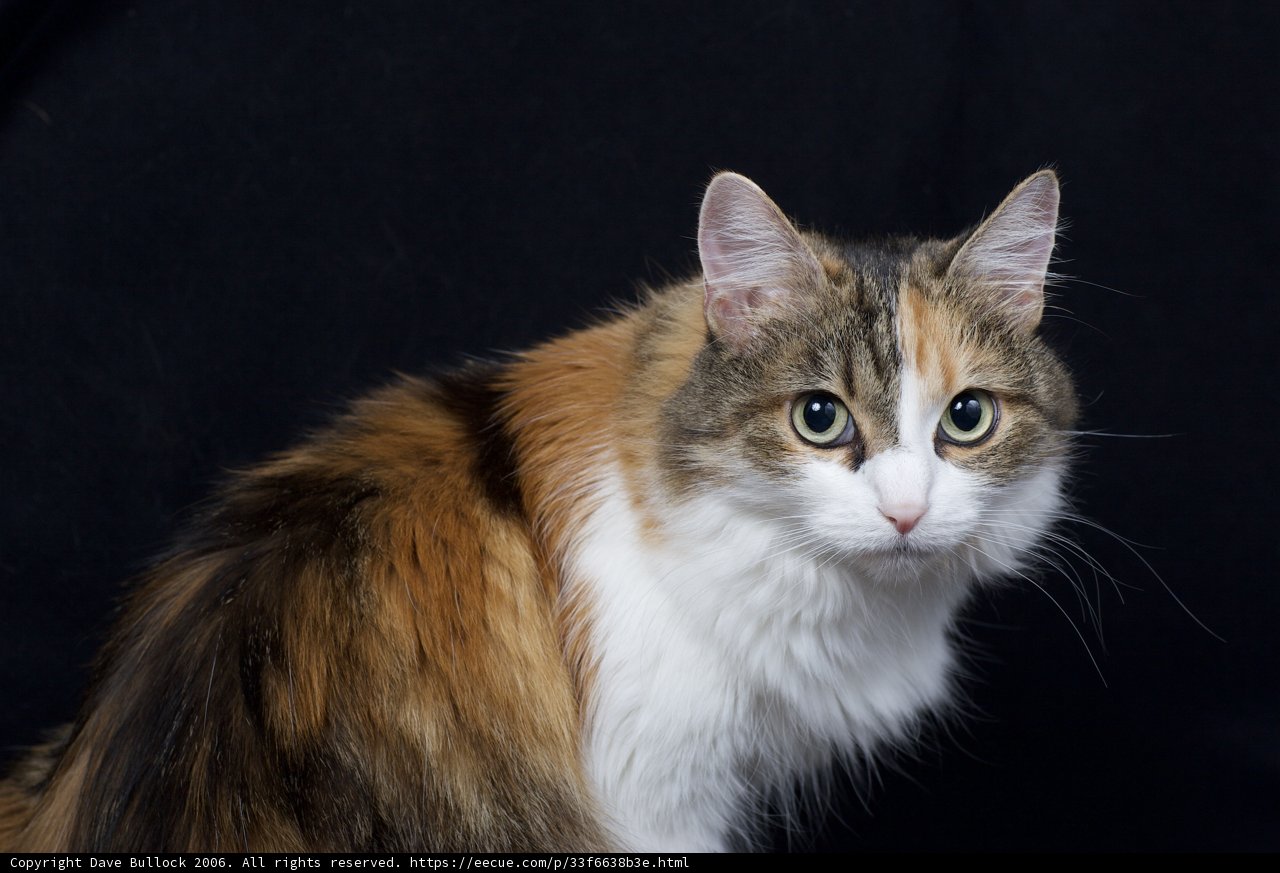 Pretty in Calico