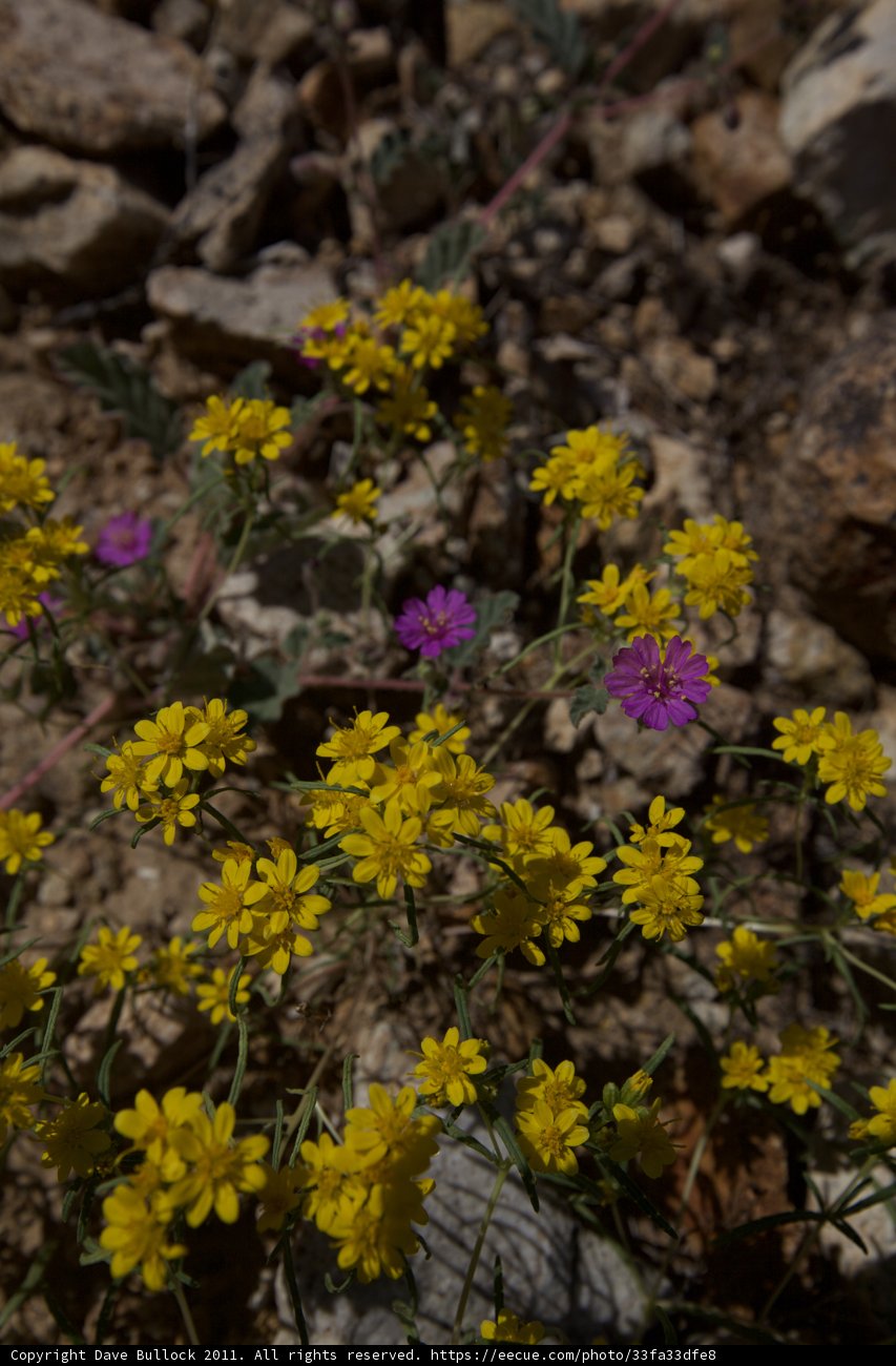 Sunny Blooms in the Arid Wilderness