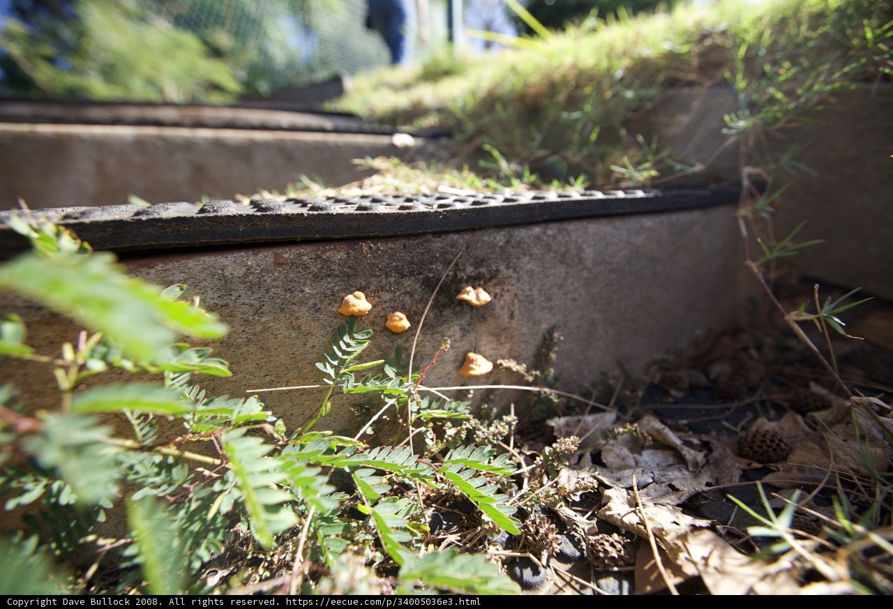 Nature's Stairway