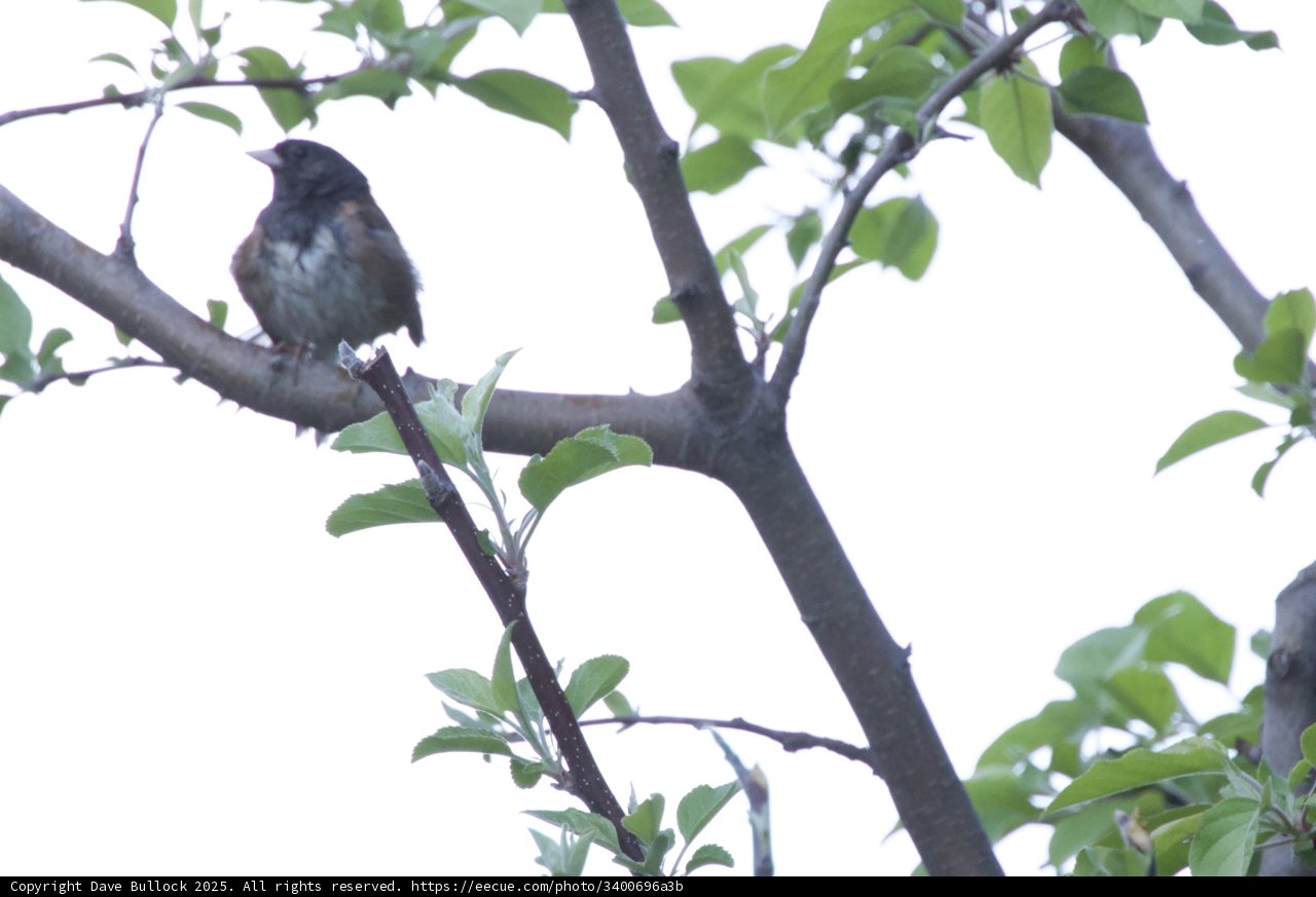 Serene Perch in Spring