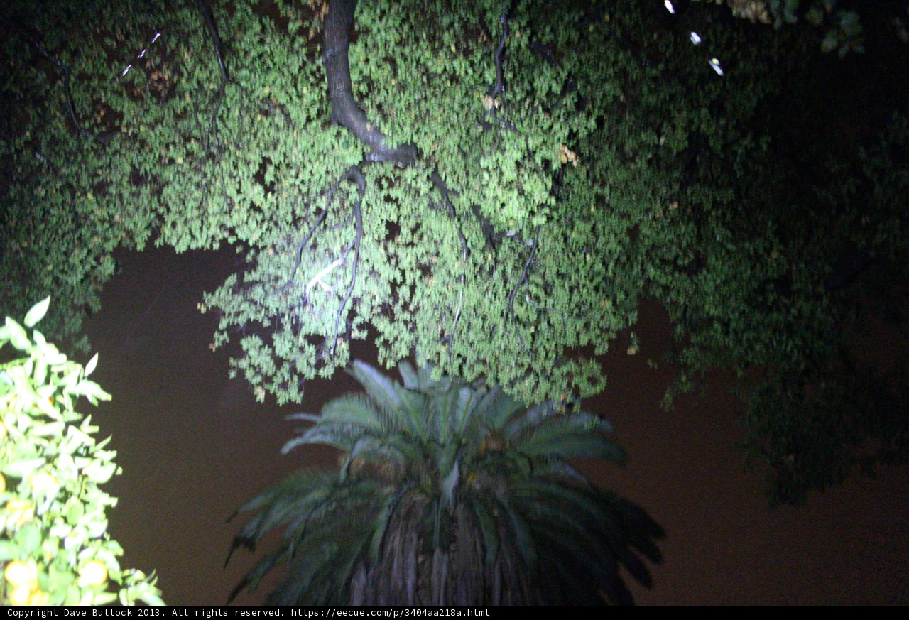 Illuminated Tree in Altadena